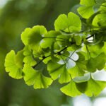 gingko biloba it